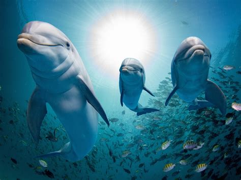 Dolphins swimming - But instead, they learned the extinct creatures were more closely related to the river dolphins that swim in the Ganges and Indus rivers of South Asia, some 6,200 miles …